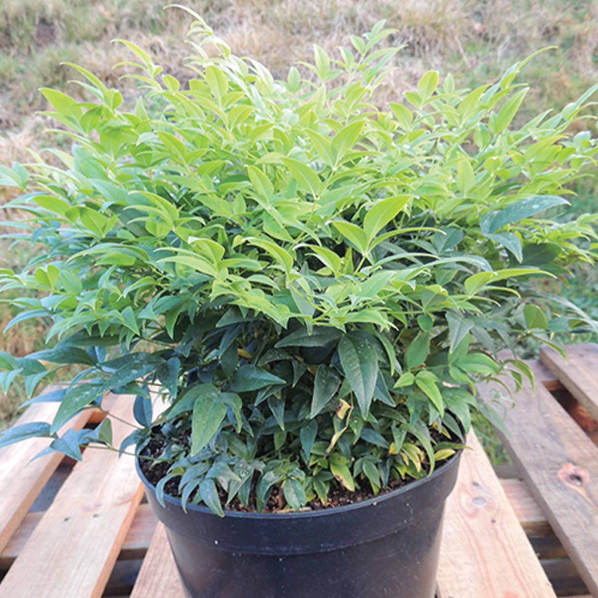 Hemelse Bamboe 'Magical Lemon and Lime'