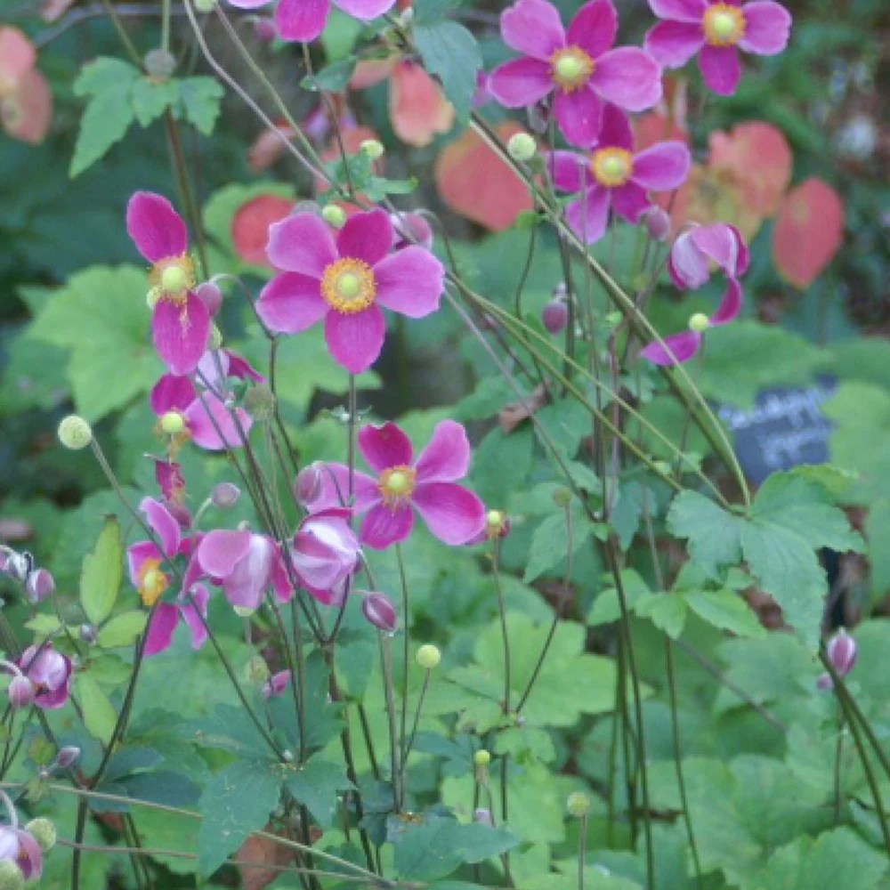 Herfstanemoon 'Splendens' - Image 2