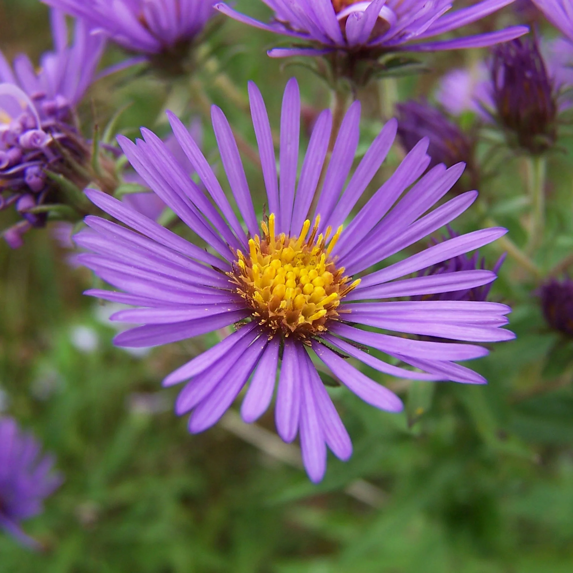 Herfstaster 'Augenweide'