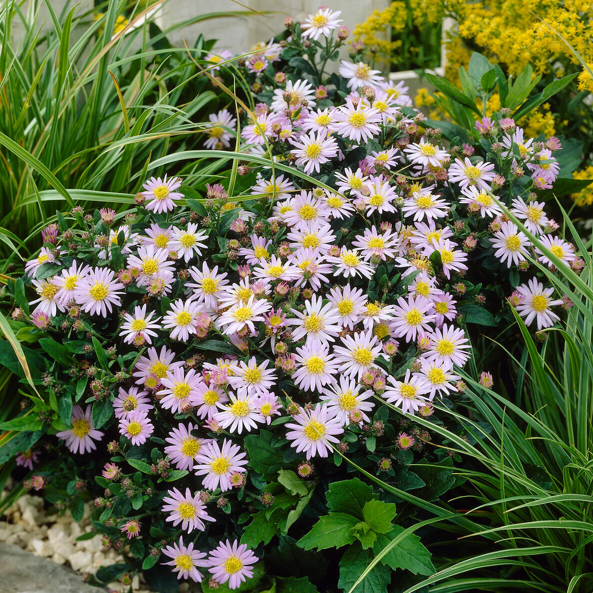 Herfstaster 'Stardust' - Image 3