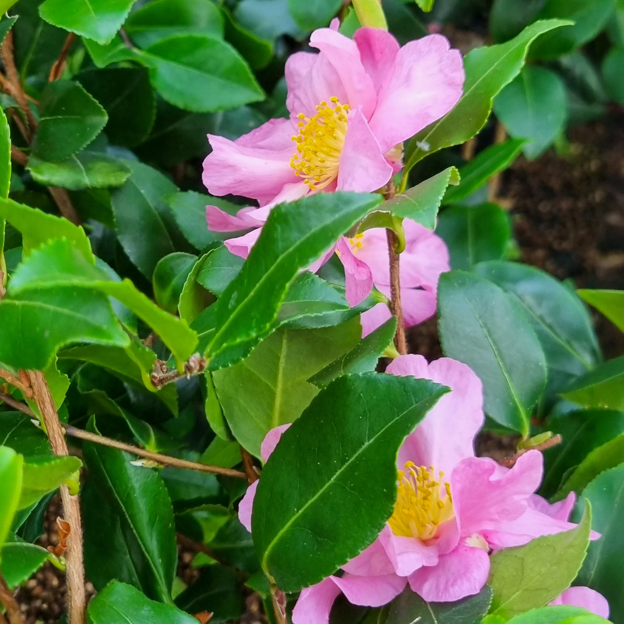 Herfstcamelia - Image 2