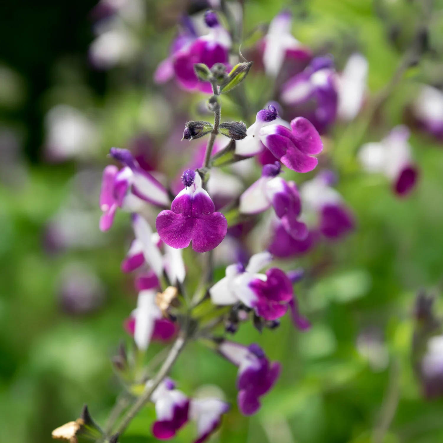Herfstsalie Amethyst Lips