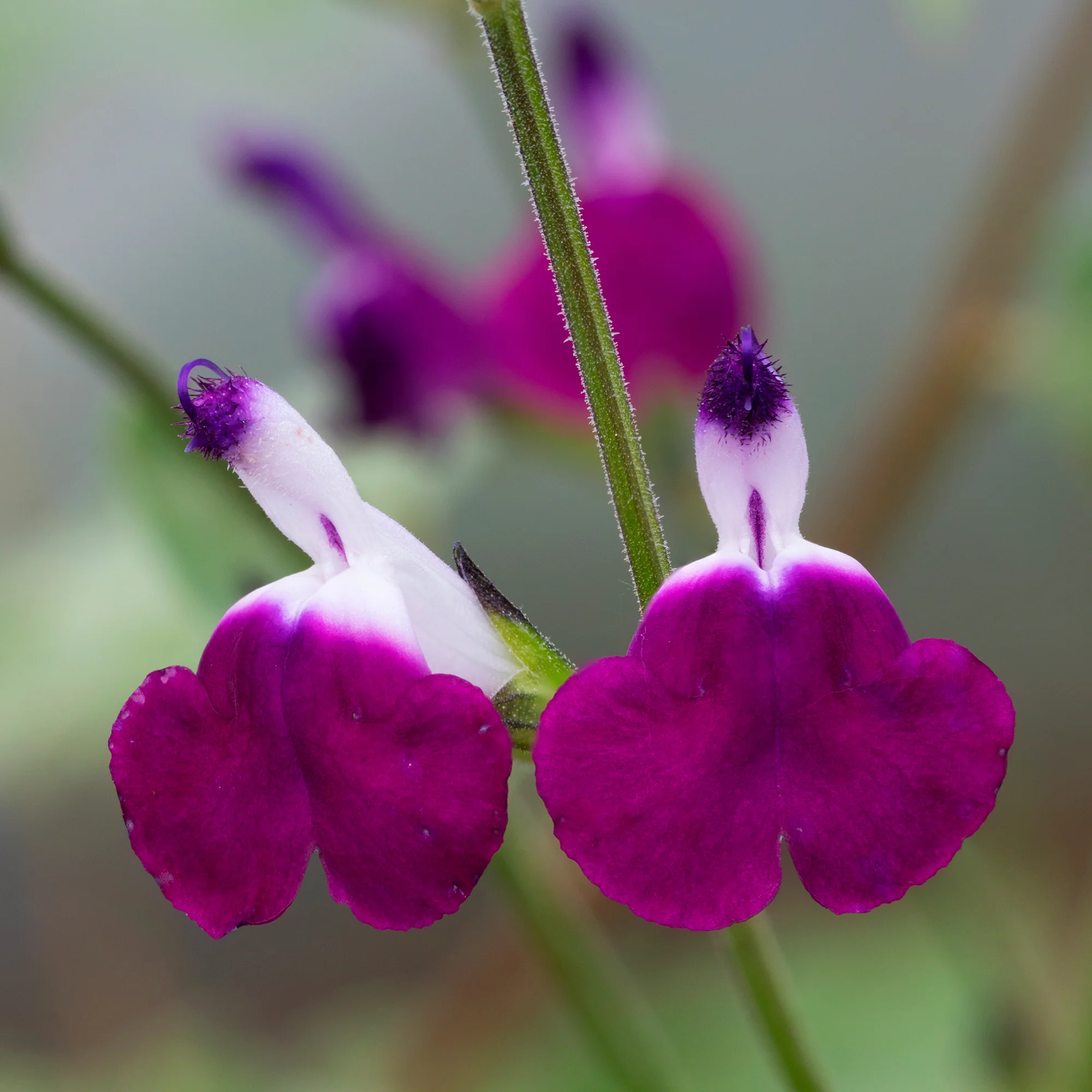 Herfstsalie Amethyst Lips - Image 3