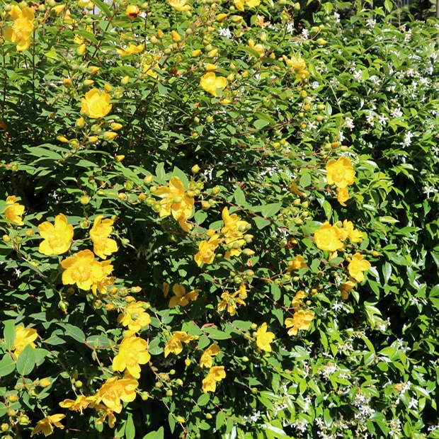 Hertshooi 'Hidcote'