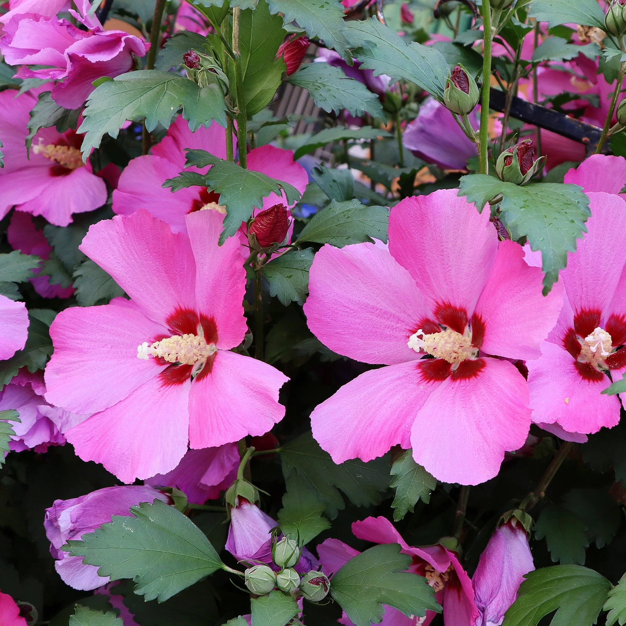Hibiscus Flower Tower Ruby®