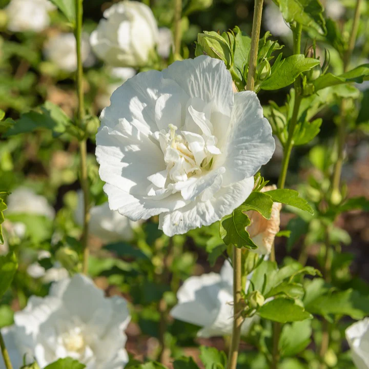 Hibiscus White Chiffon - Image 3