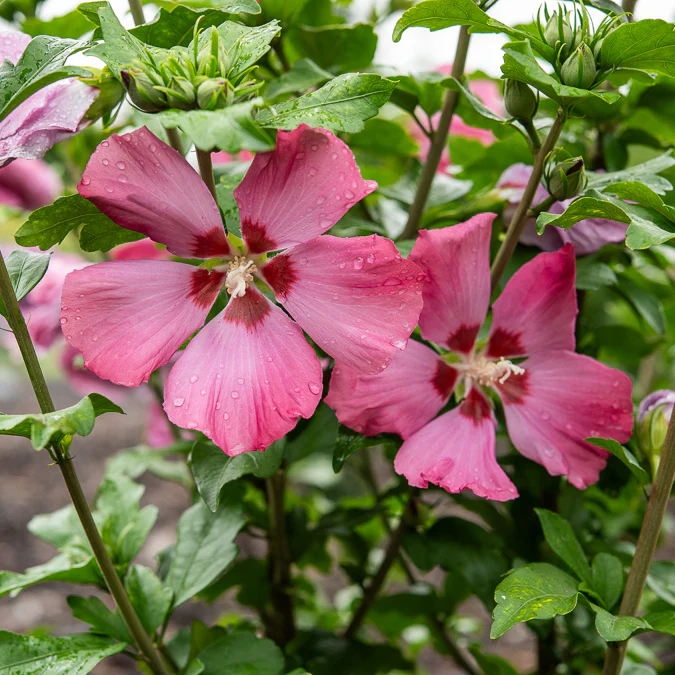 Hibiscus Woodbridge