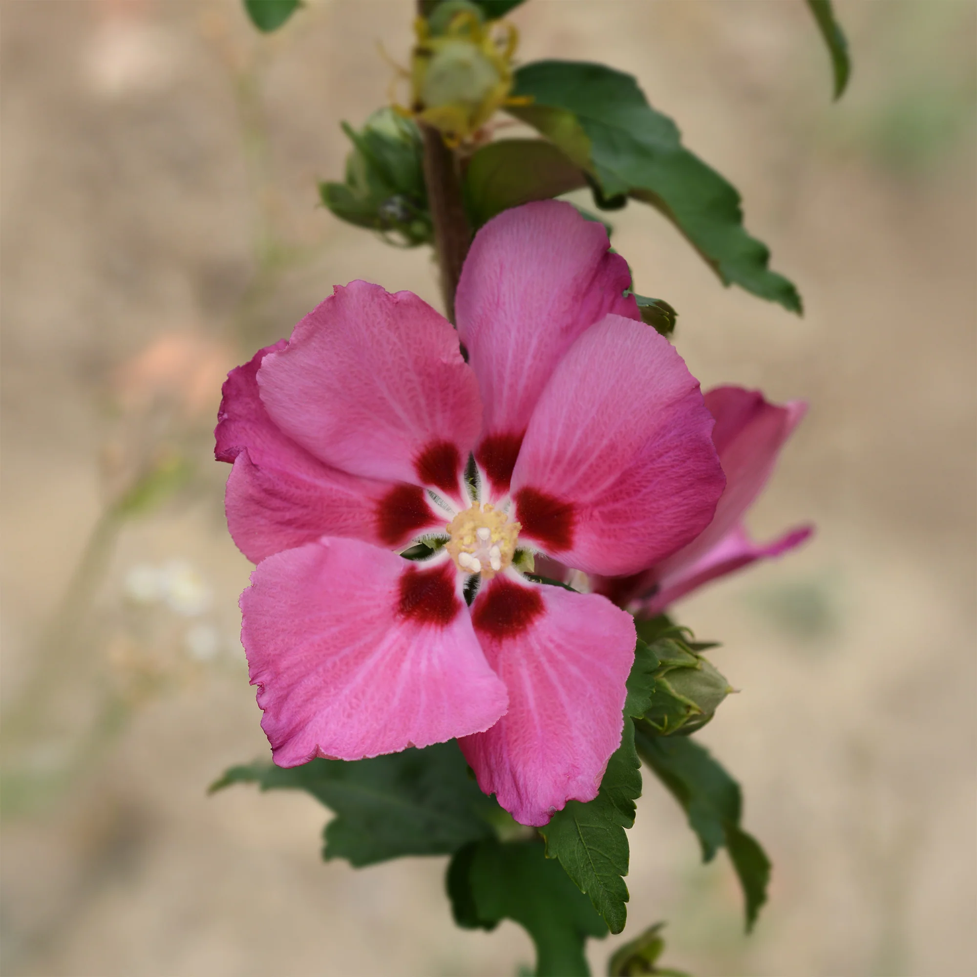 Hibiscus Woodbridge - Image 2