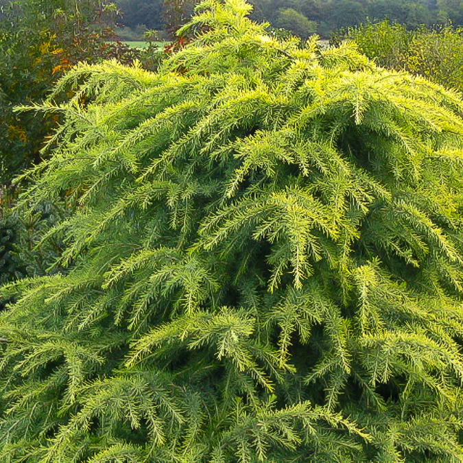 Himalaya ceder Golden Horizon