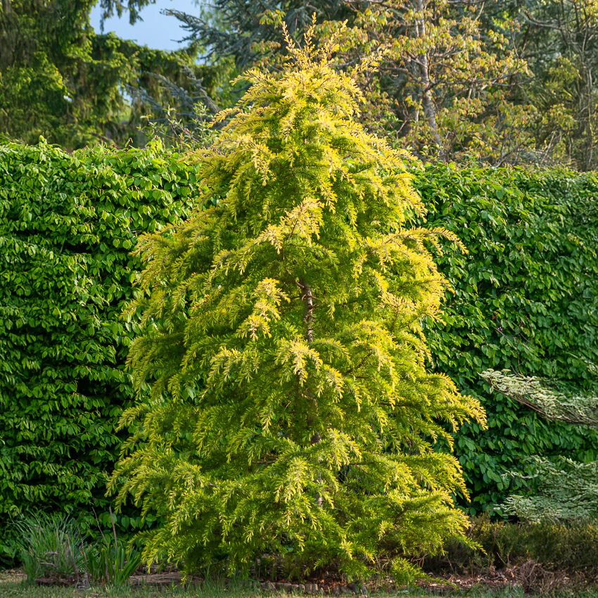 Himalaya ceder Golden Horizon - Image 2