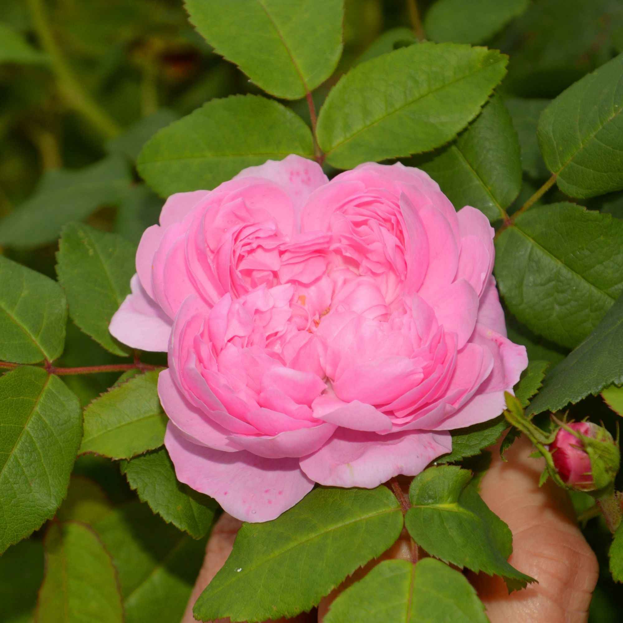 Historische roos 'Comte de Chambord' - Image 3
