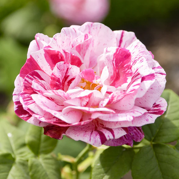 Historische roos 'Ferdinand Pichard' (Bourbon)