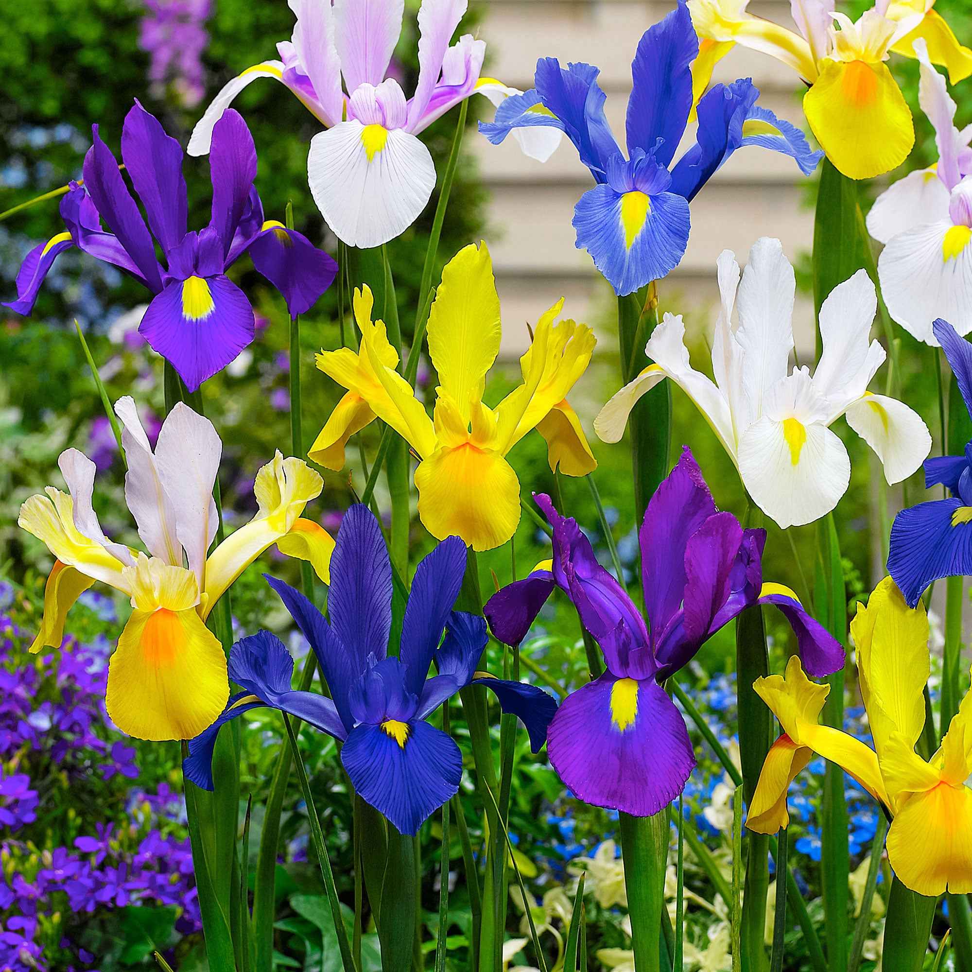 Hollandse Iris Mix (x50) - Image 2