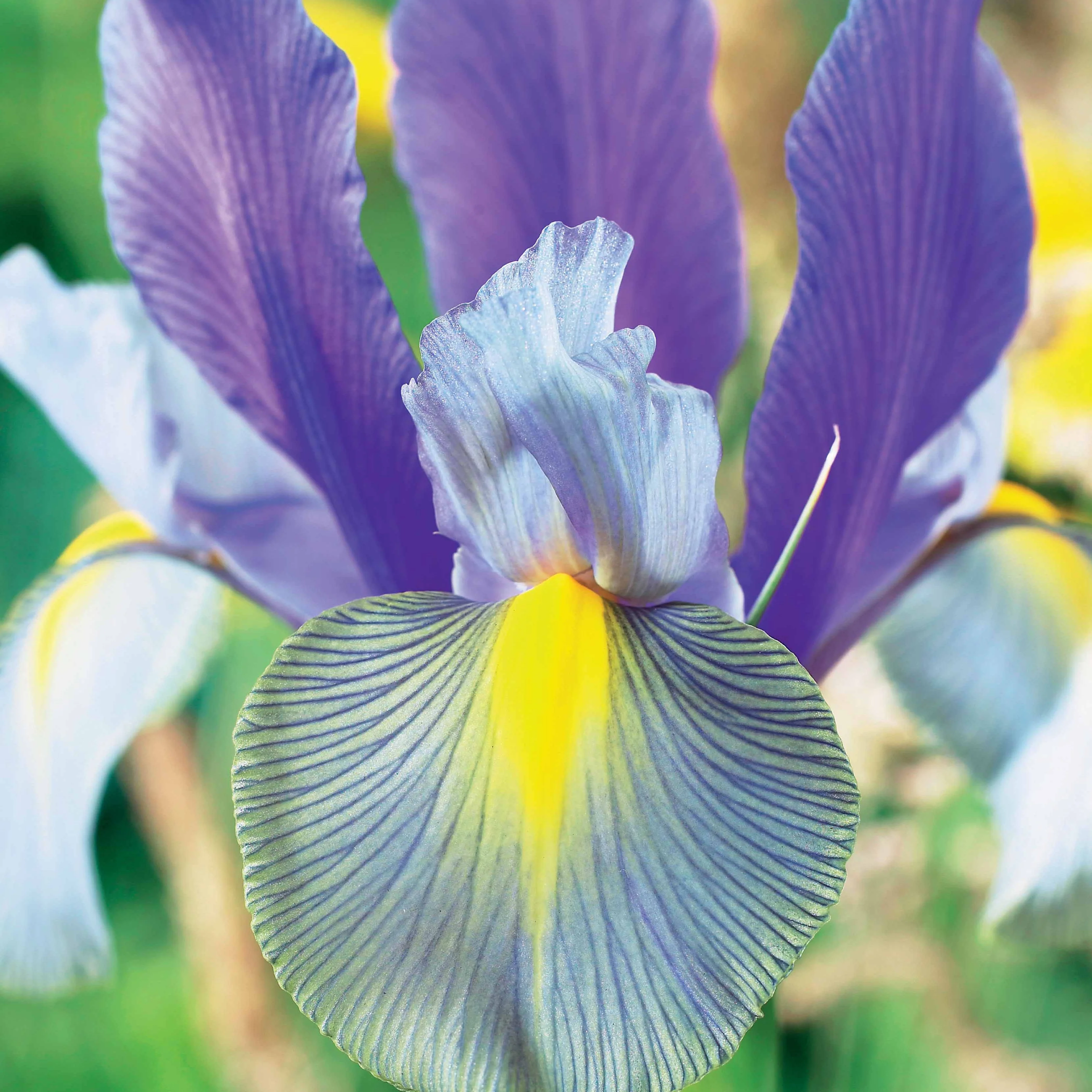 Hollandse iris 'Mystic Beauty' (x20)
