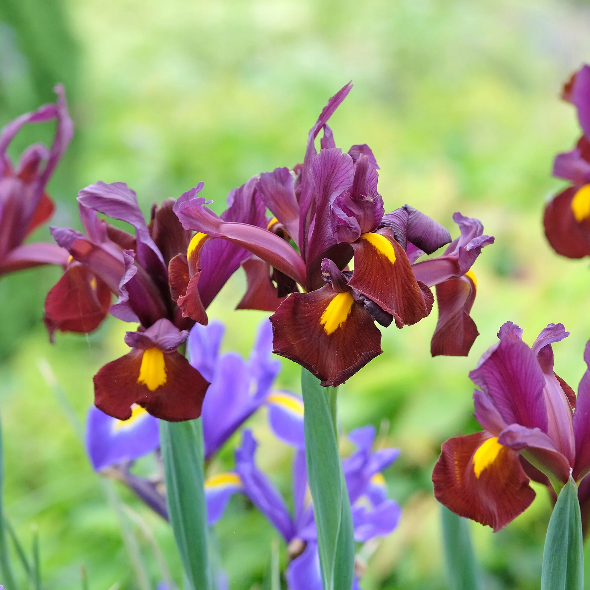 Hollandse iris 'Red Ember' (x20)