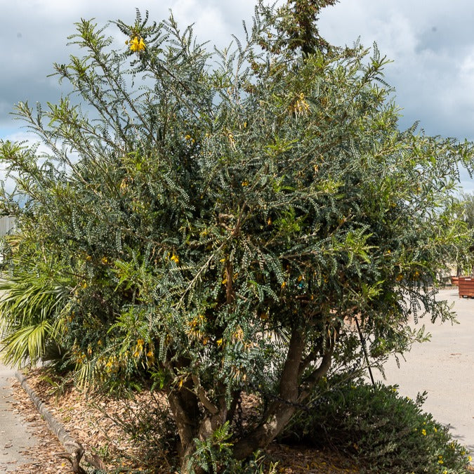 Honingboom - Image 2