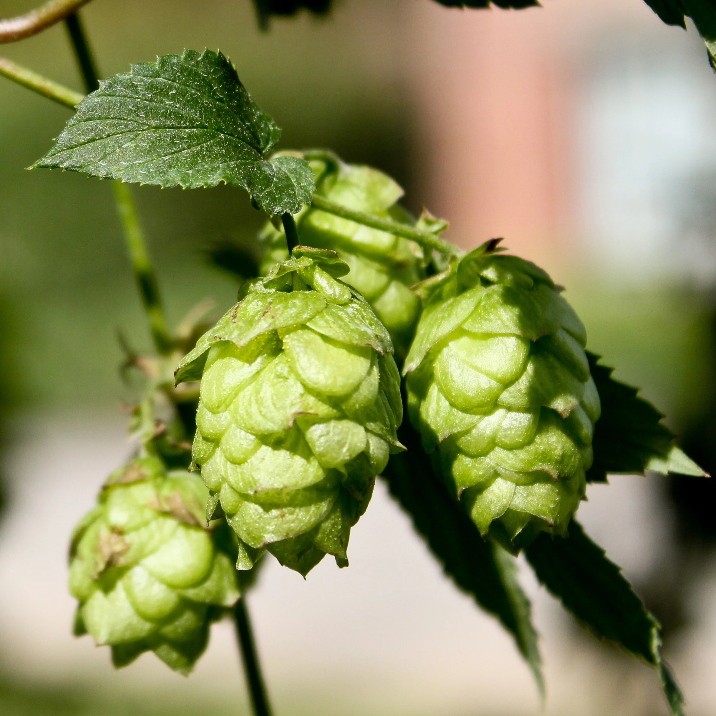 Hop 'Magnum' - Image 2