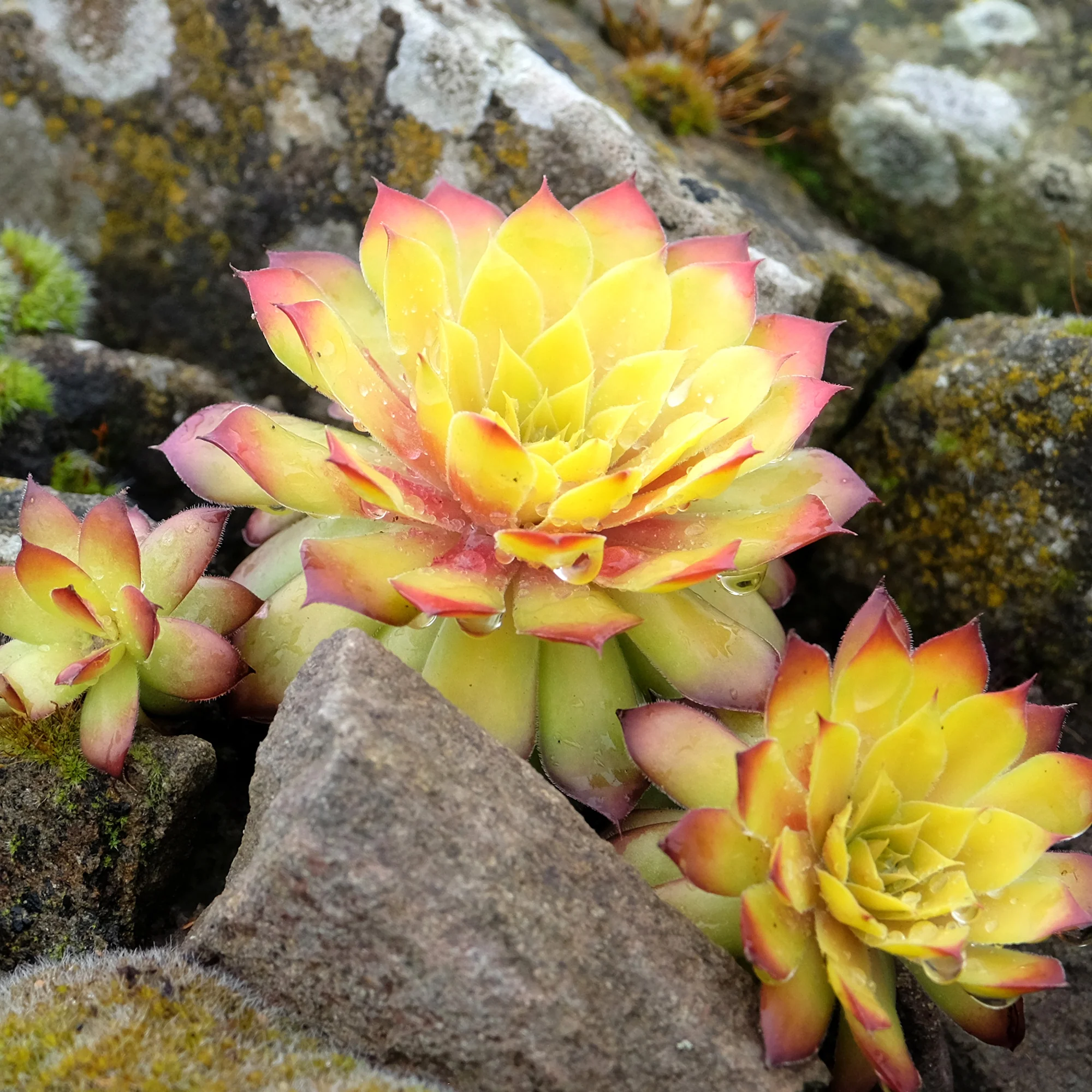 Miniatuur 1
