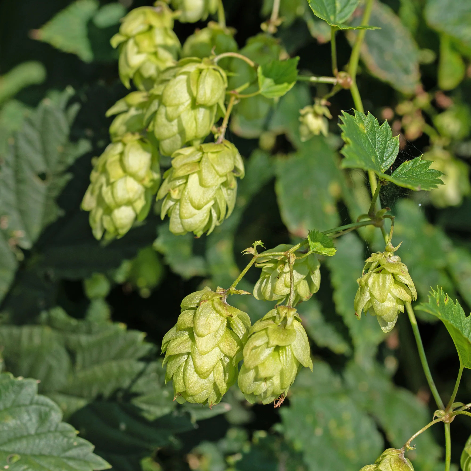 HUMULUS lupulus Prima Donna ®