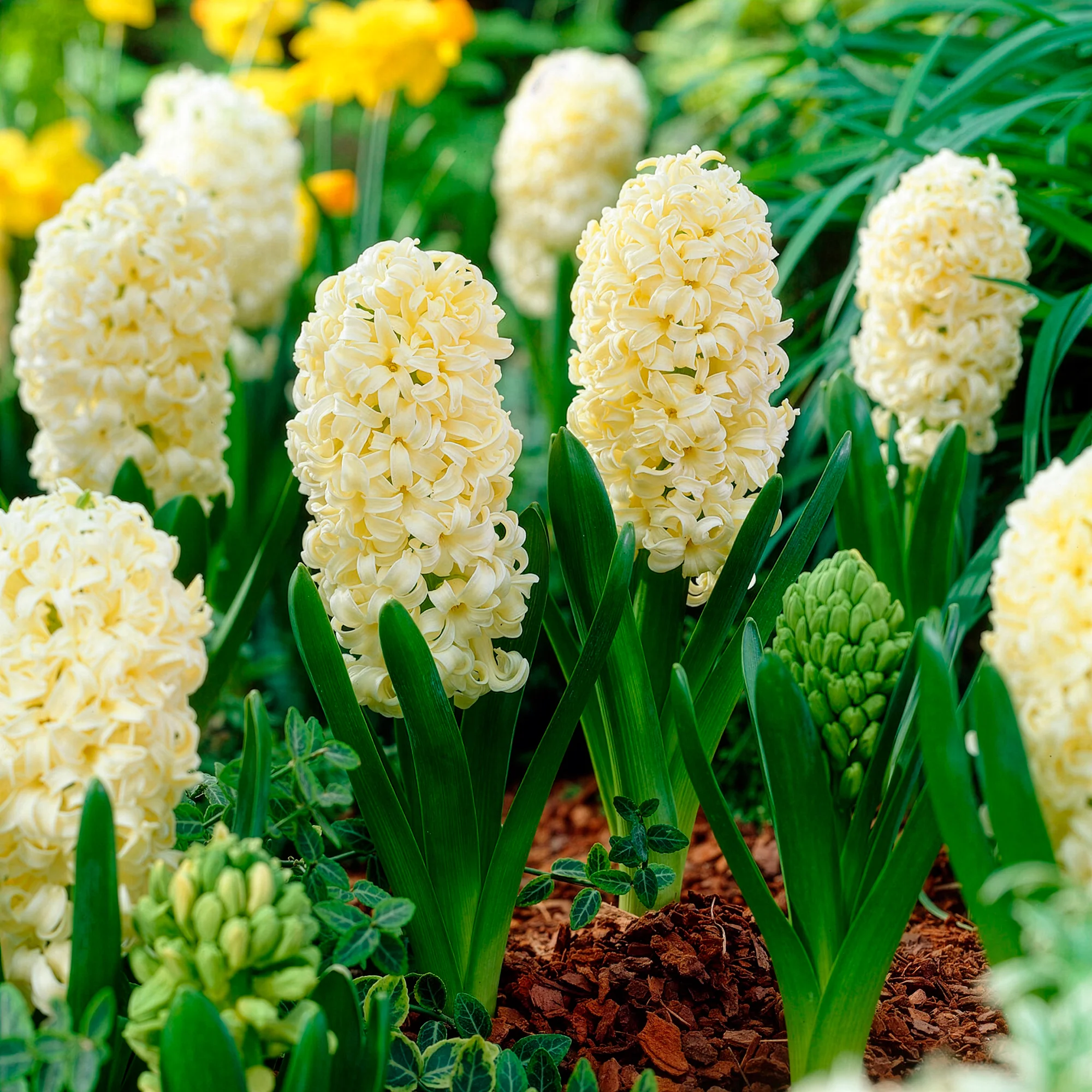 Hyacinthen 'City of Haarlem' (x6)