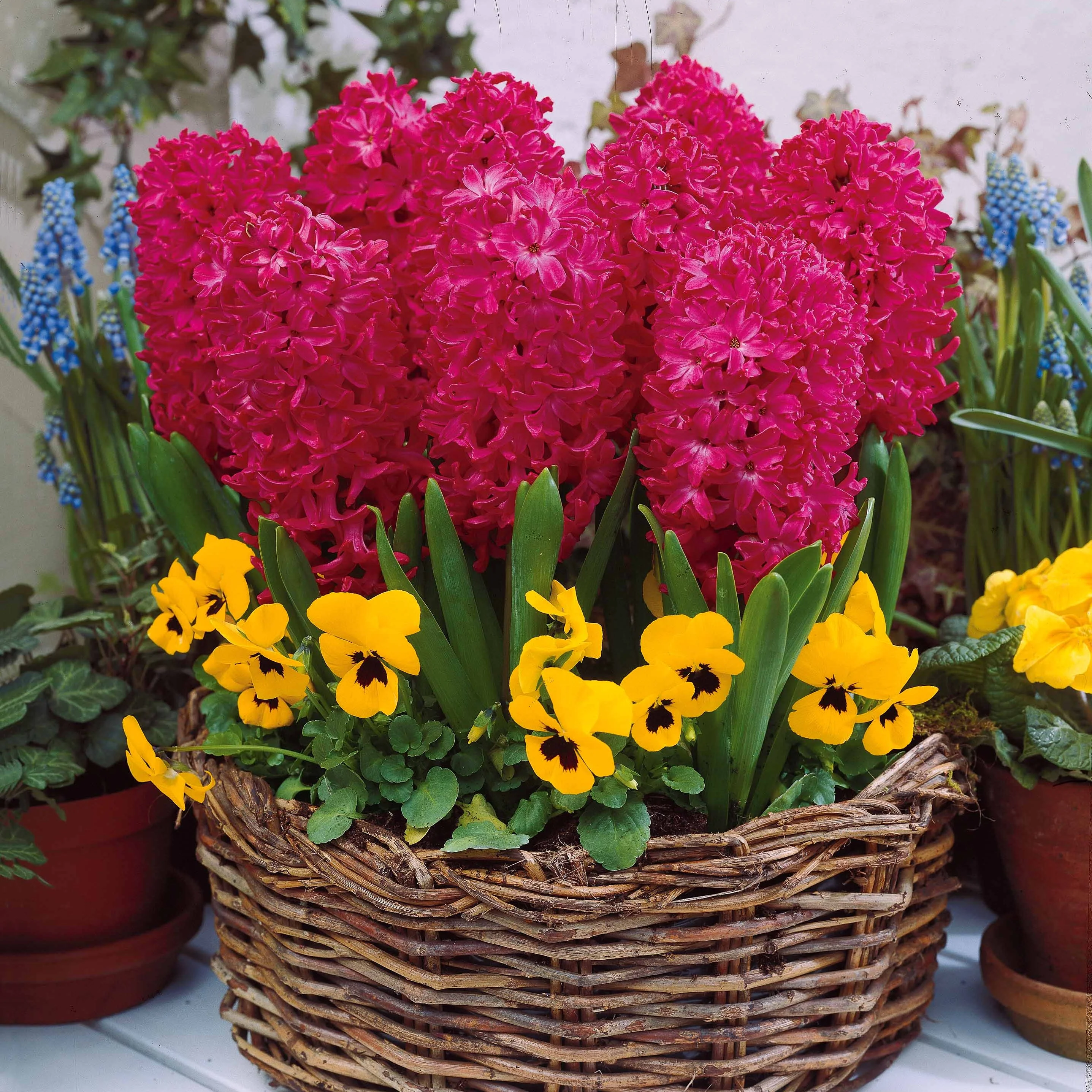 Hyacinthen Collectie: 'Ostara' + 'Jan Bos' + 'Carnegie' (x9) - Image 2