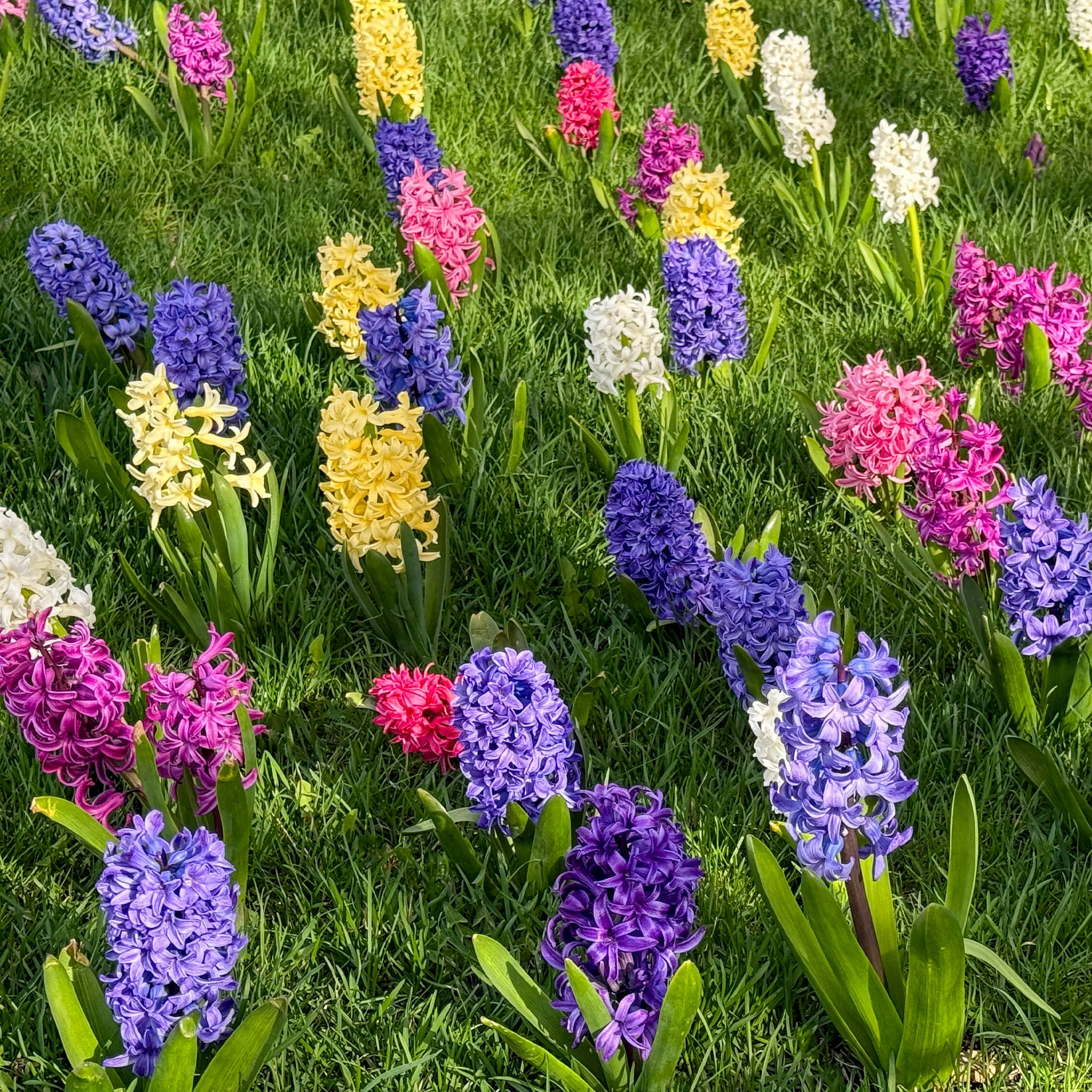 Hyacinthen gemengd