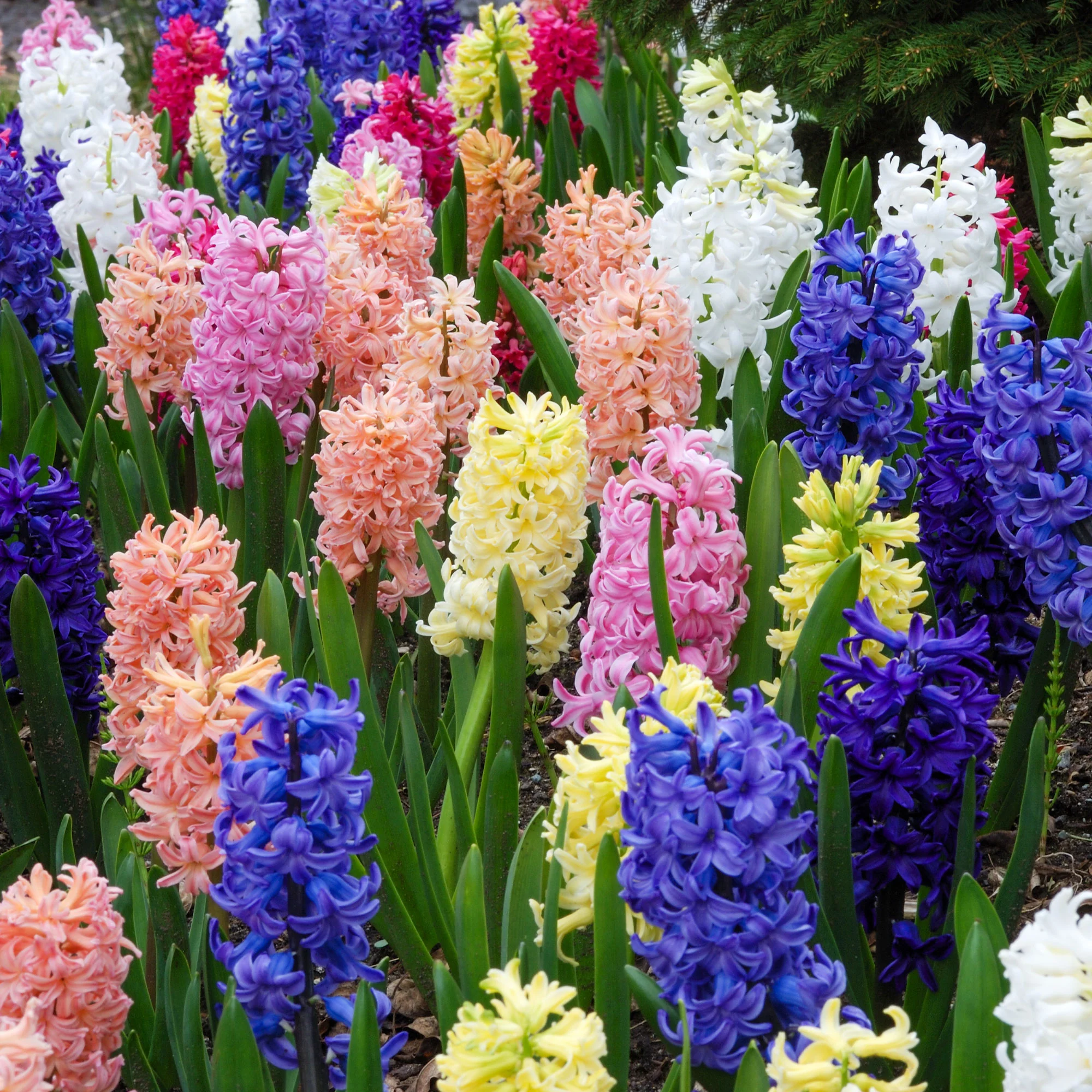 Hyacinthen gemengd - Image 2