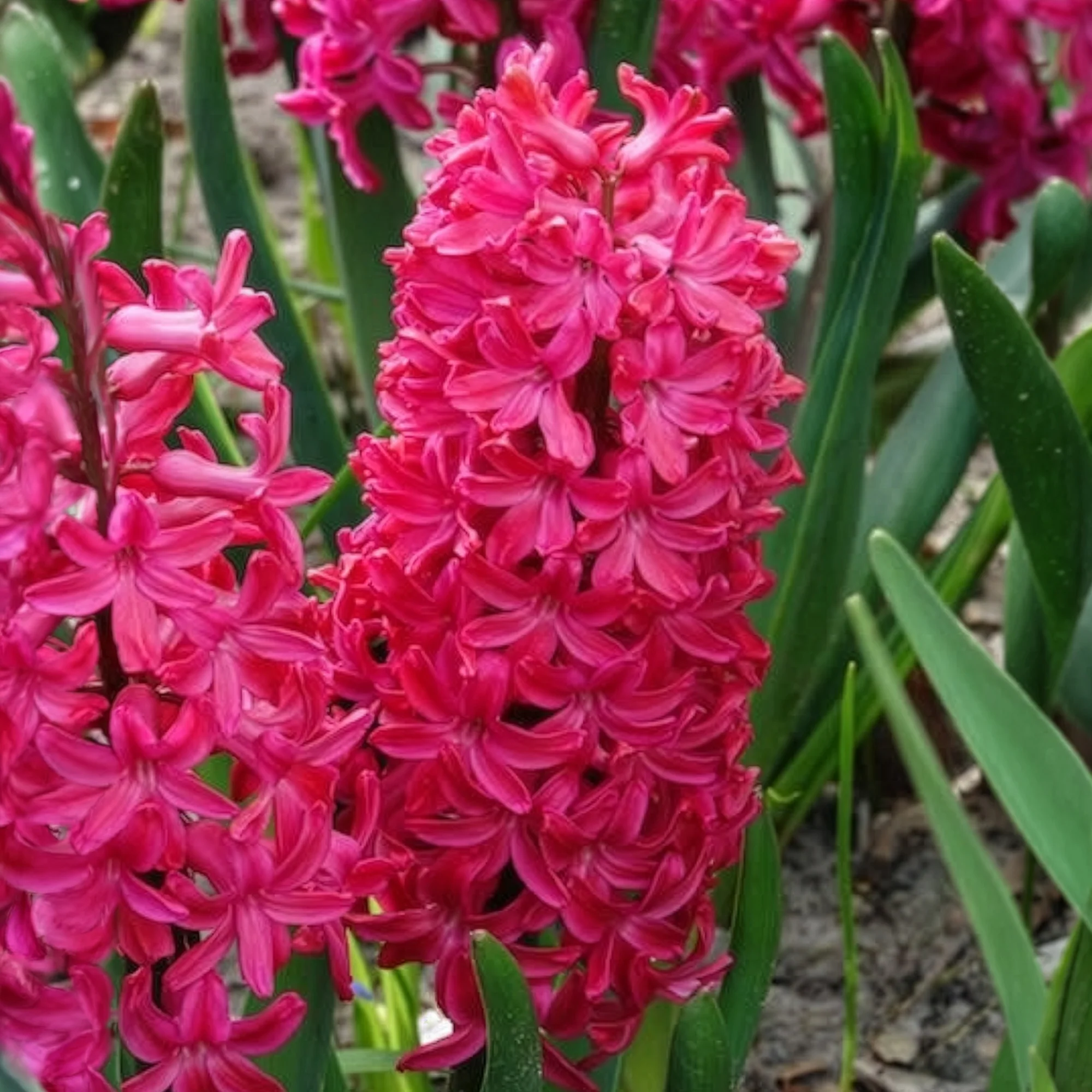 Hyacinthen 'Jan Bos' (x6) - Image 8