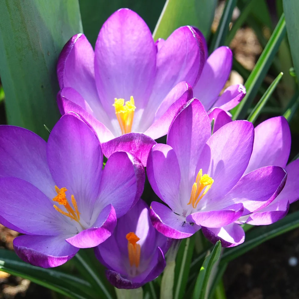 Hybride Crocussen Ruby Giant