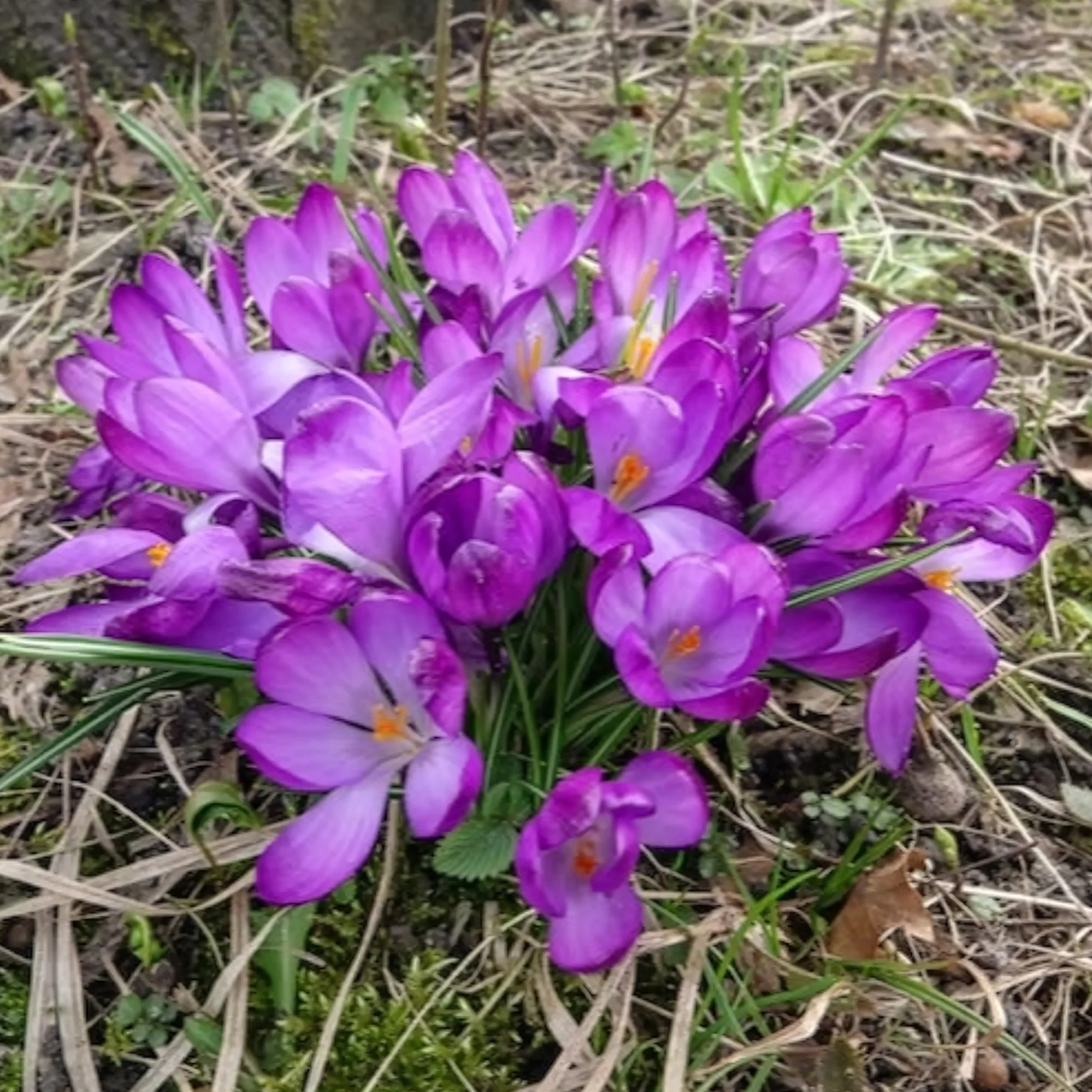 Hybride Crocussen Ruby Giant - Image 3