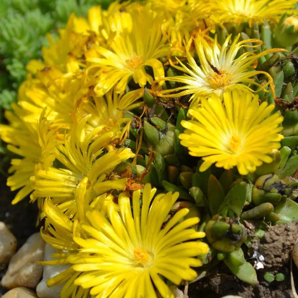 IJsbloem