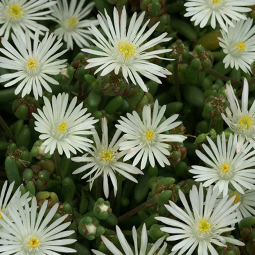 IJsbloem 'Graaf Reinet' - Image 2