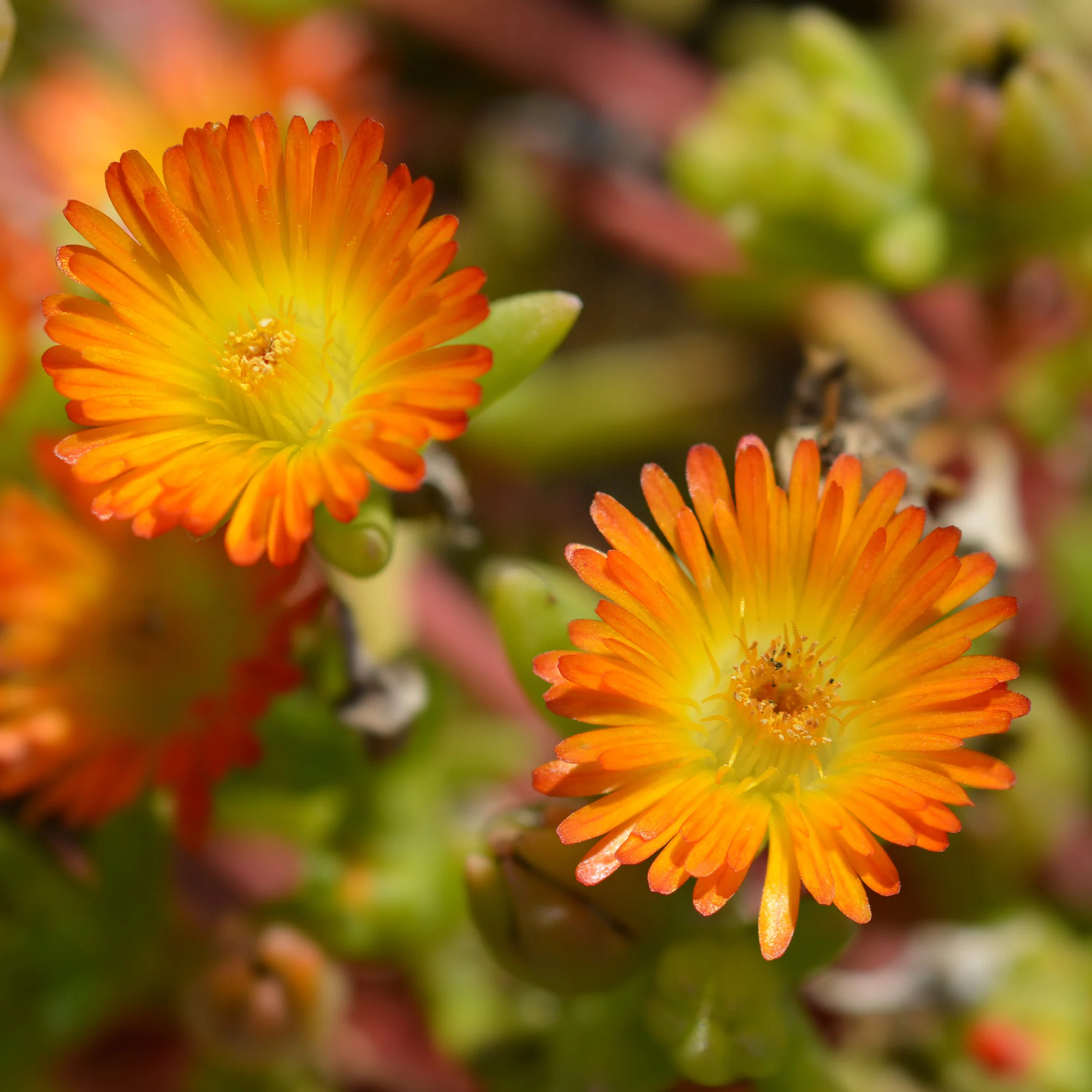 Ijsbloem 'Orange Wonder'® - Image 2