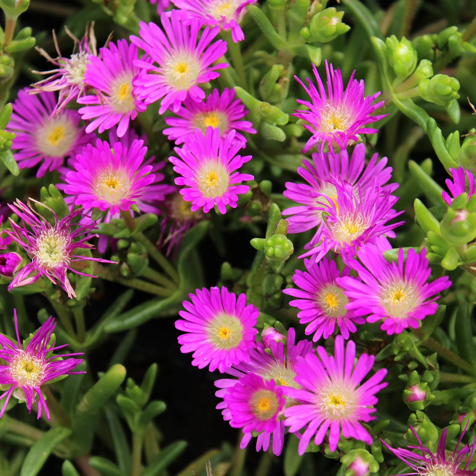 Ijsbloem Wheels of Wonder® Violet