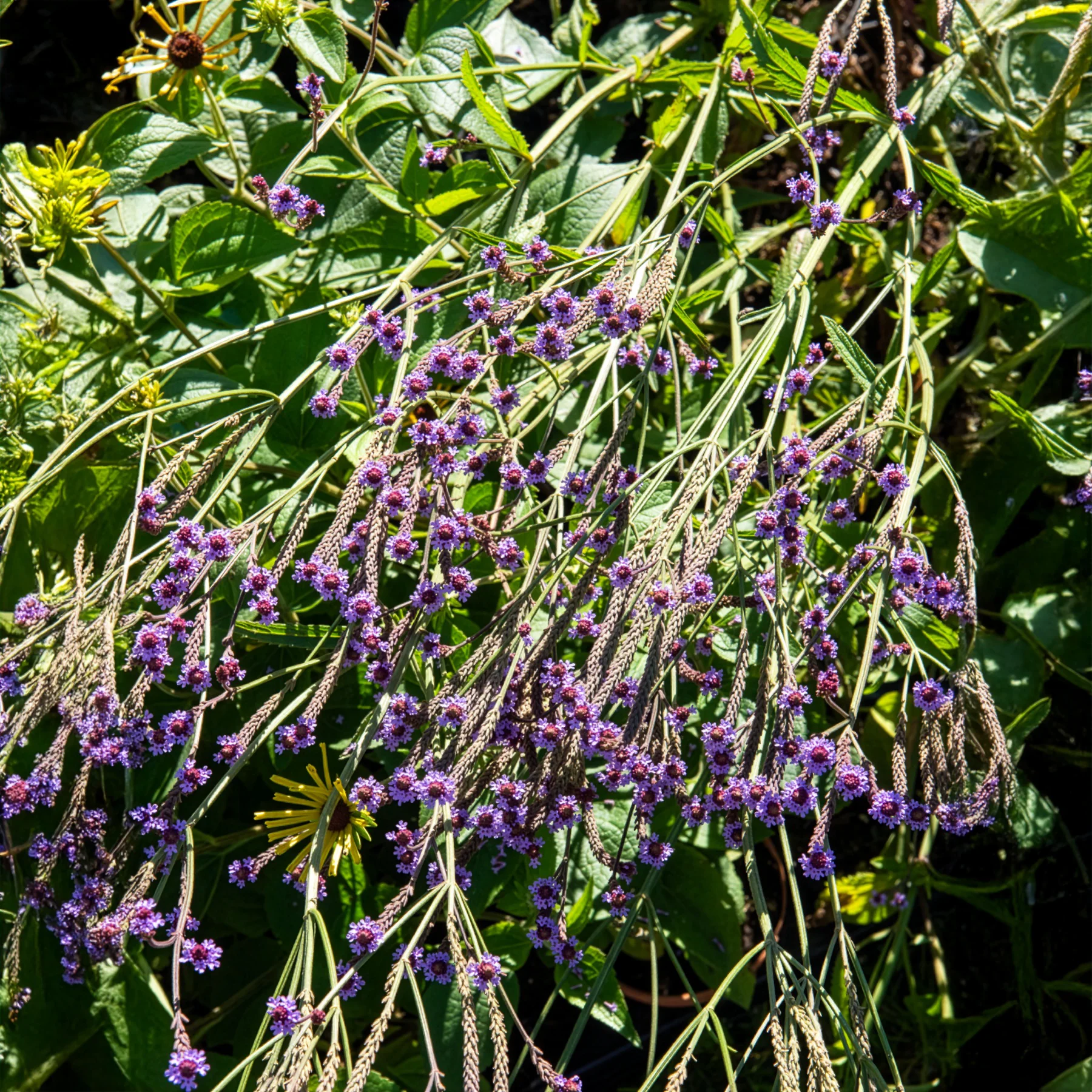Ijzerhard Lavender Spires - Image 2
