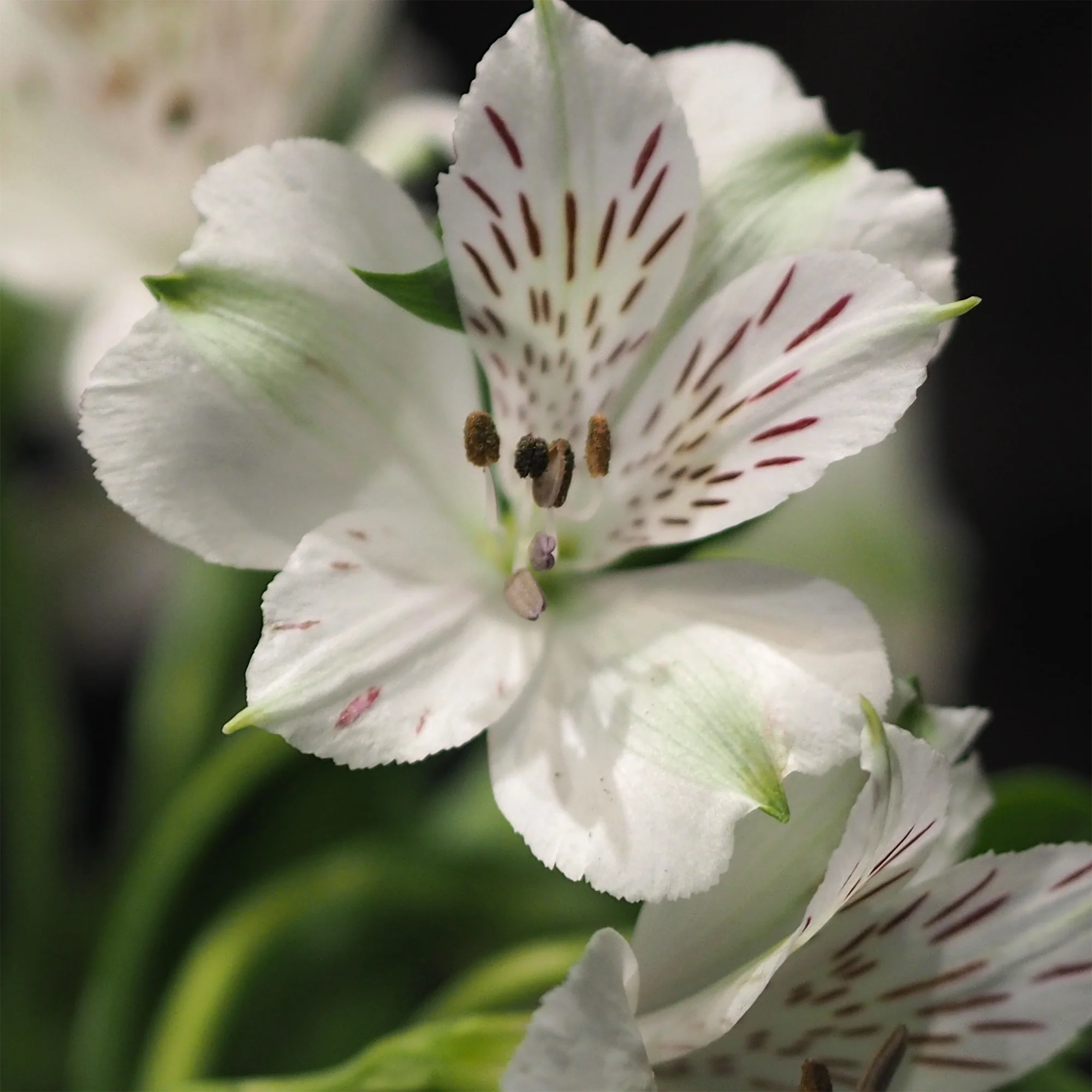 Inca Lelie - Alstroemeria Majestic Mazé - Image 3