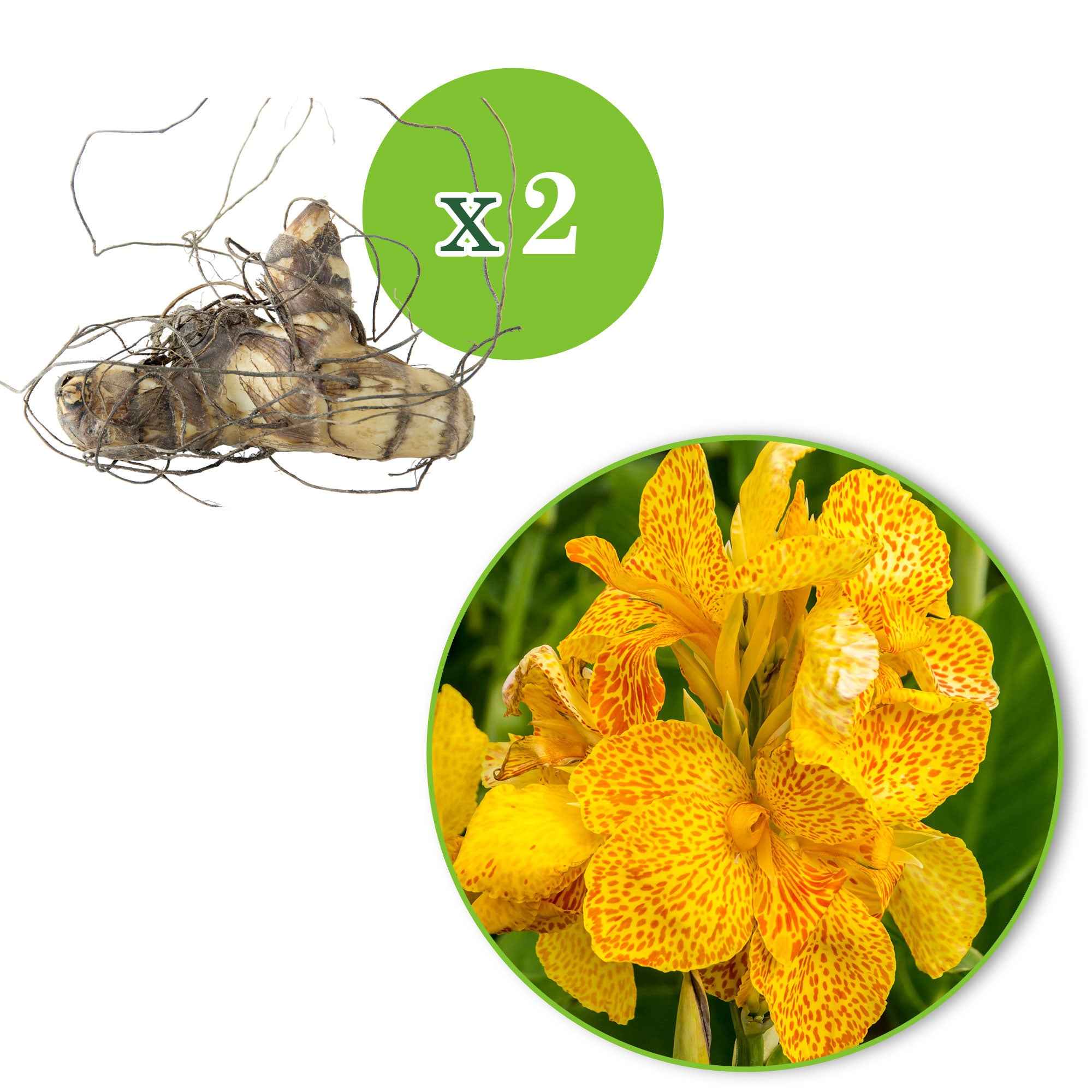 Indisch bloemriet 'Tropical Yellow' (x2) - Image 3