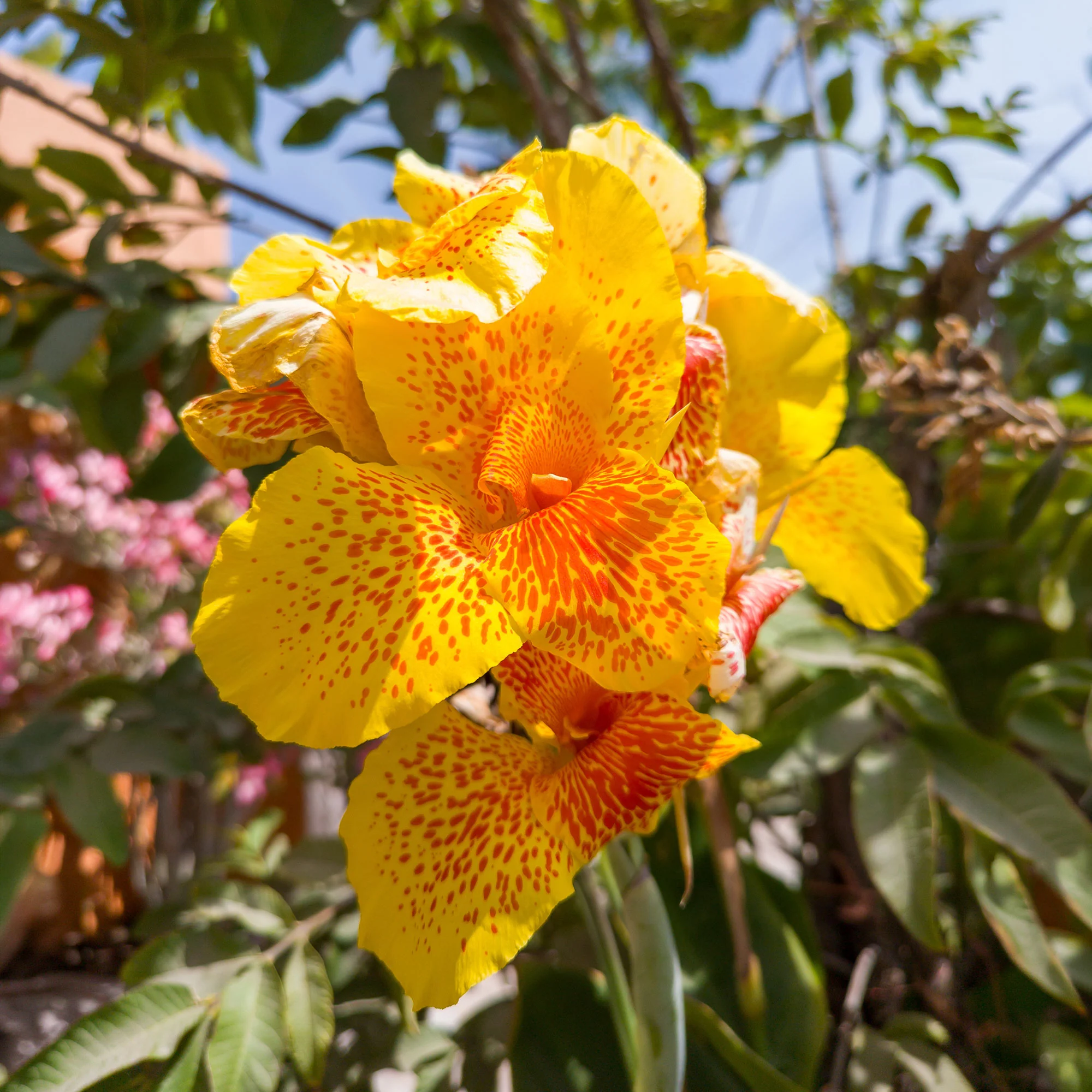 Indisch bloemriet 'Tropical Yellow' (x2) - Image 4