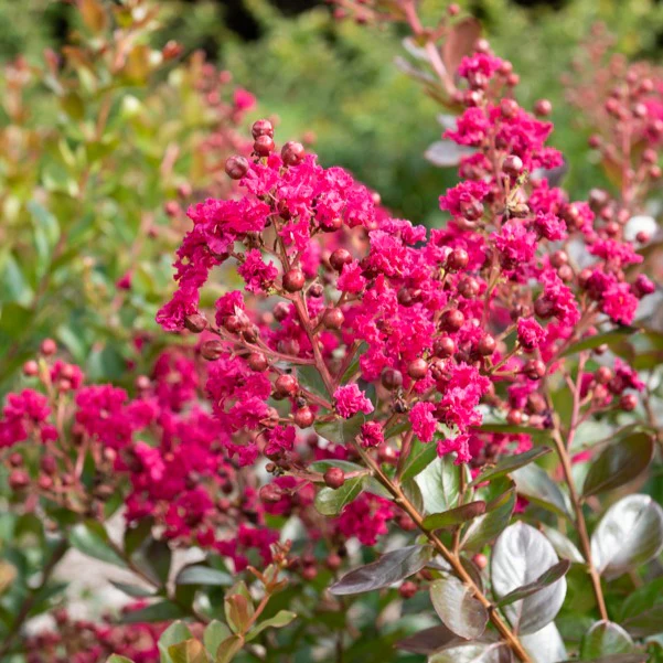 Indische sering 'Braise d'Été® ‘Indybra’