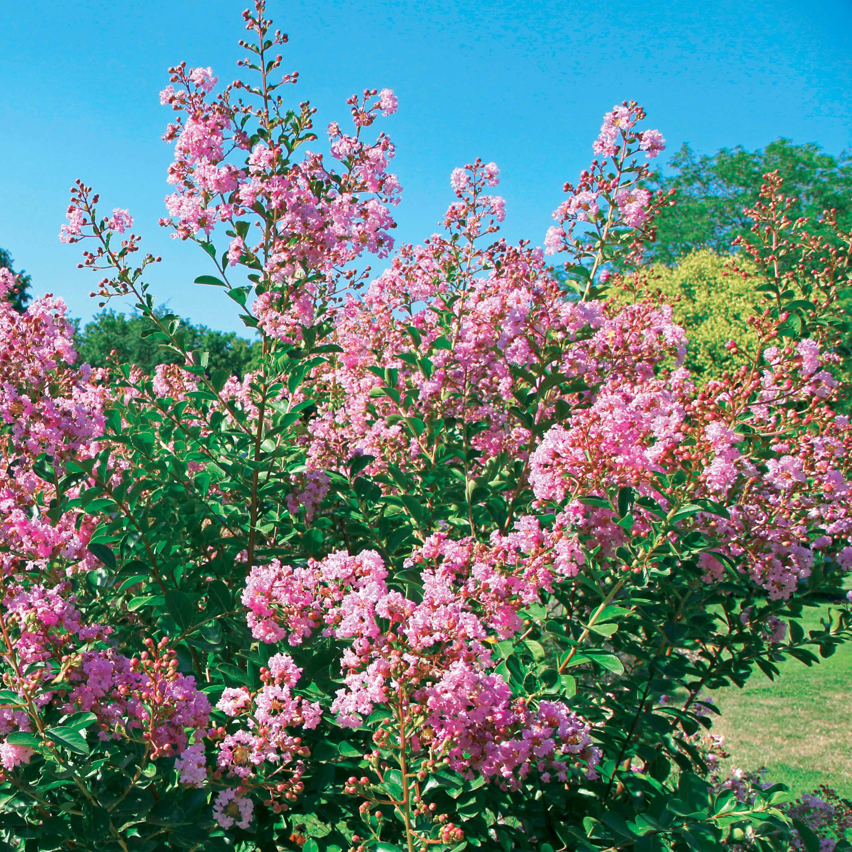 Indische sering - 'Petit Pink'