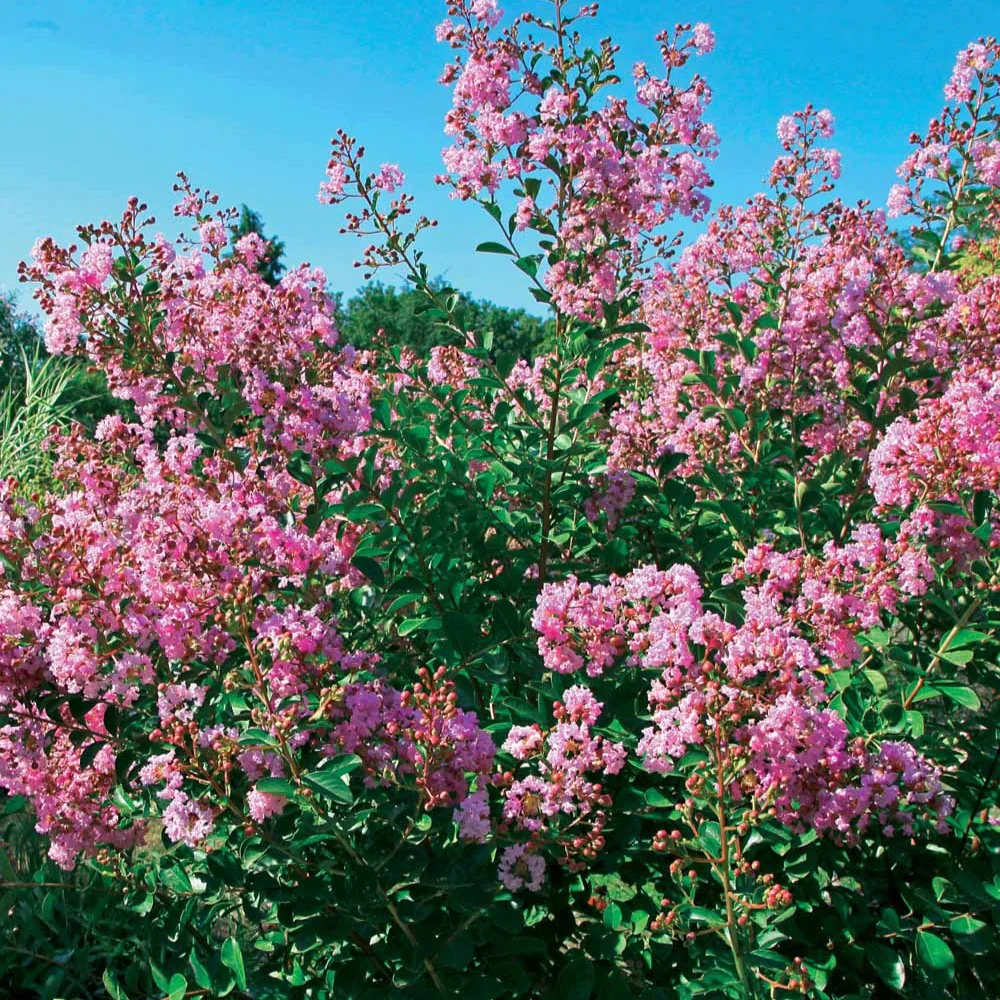 Indische sering - 'Petit Pink' - Image 2