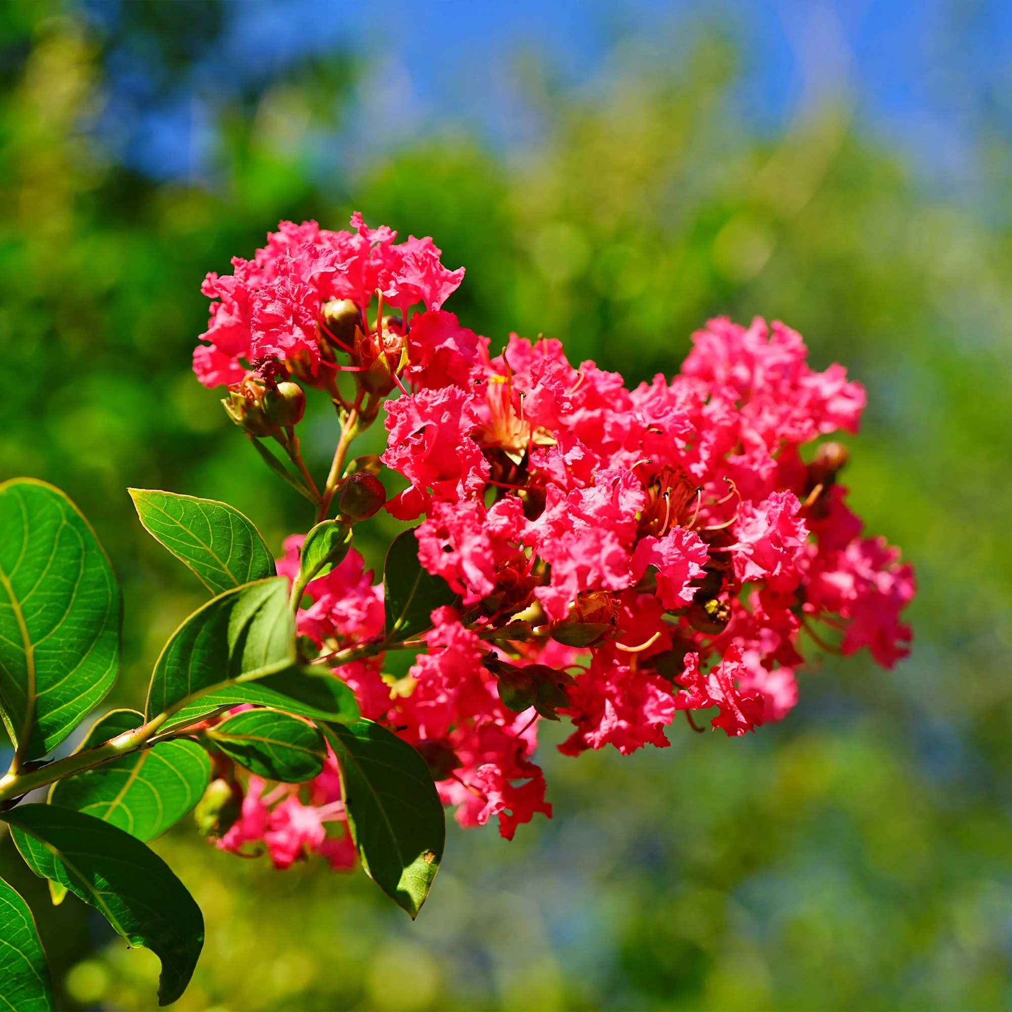 Indische sering - rood - Image 2