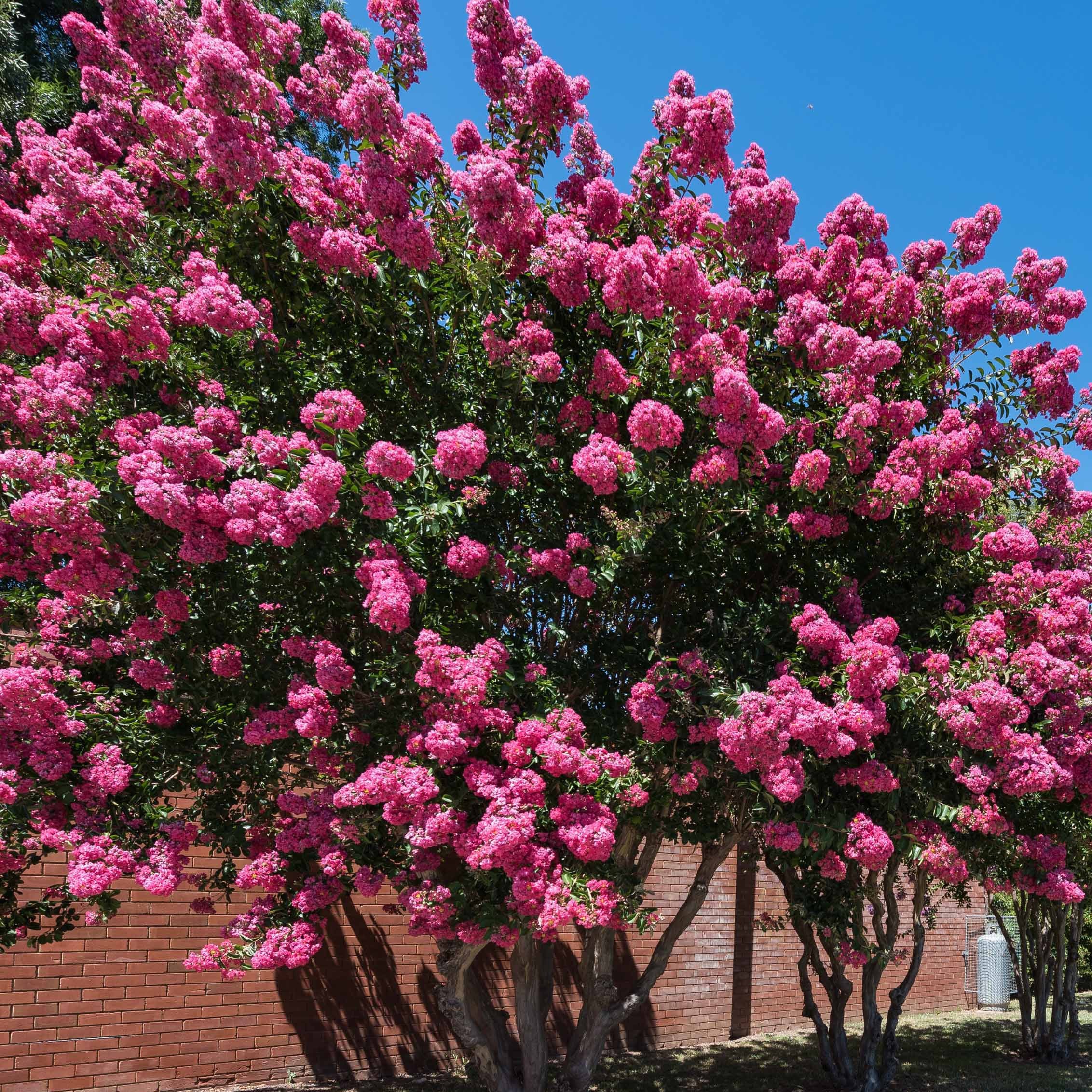 Indische sering - roze