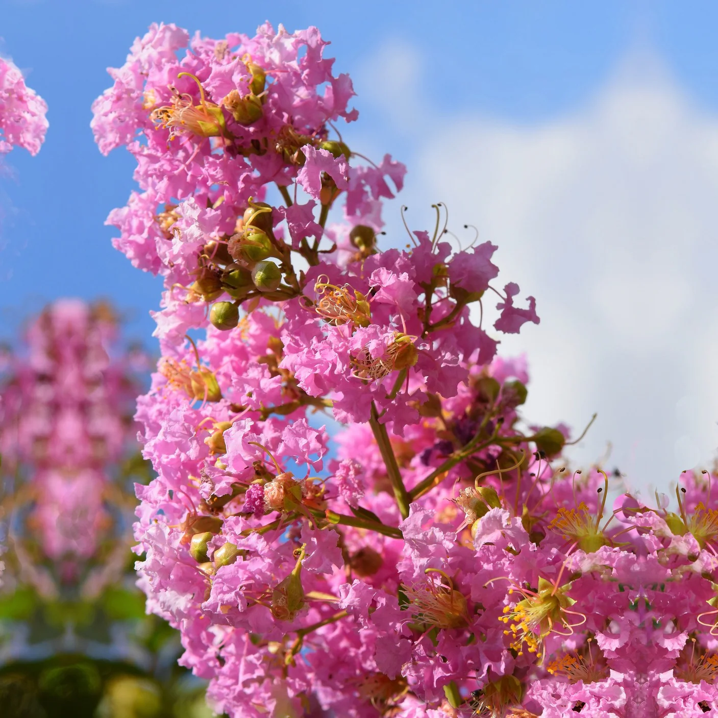 Indische sering - roze - Image 2