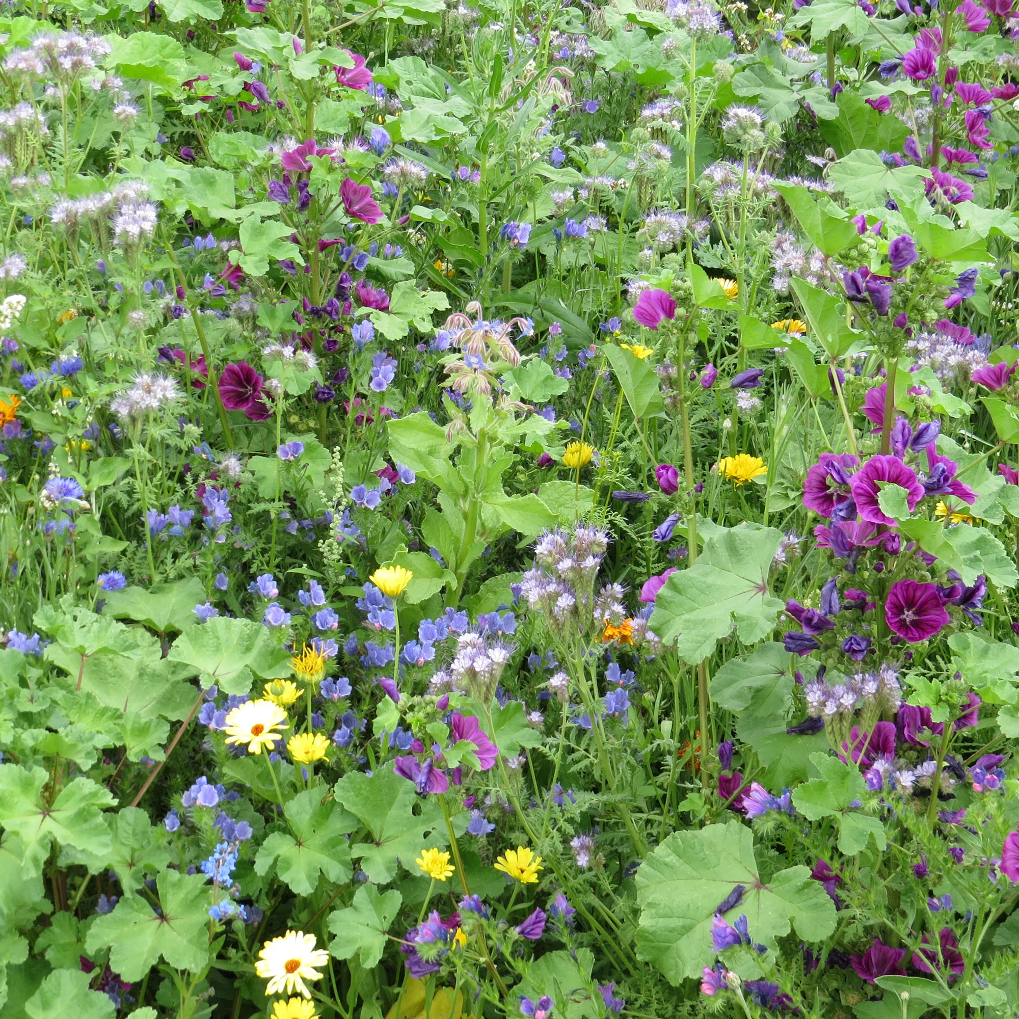 Intensieve nectarbloemenmix