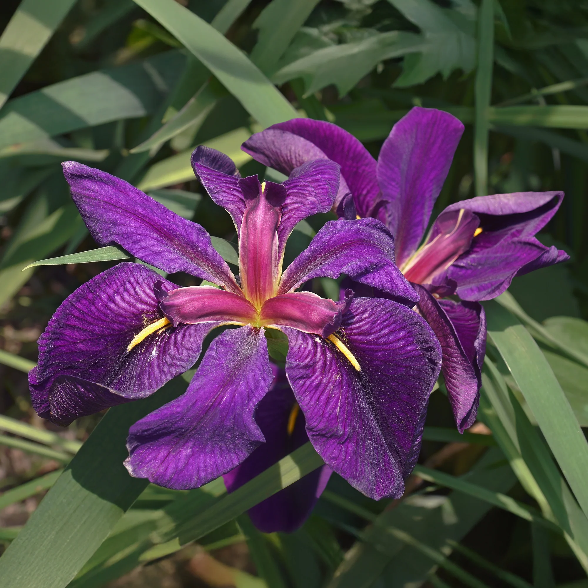 Iris Louisiana 'Black Gamecock /  Paarse wateriris - Image 2