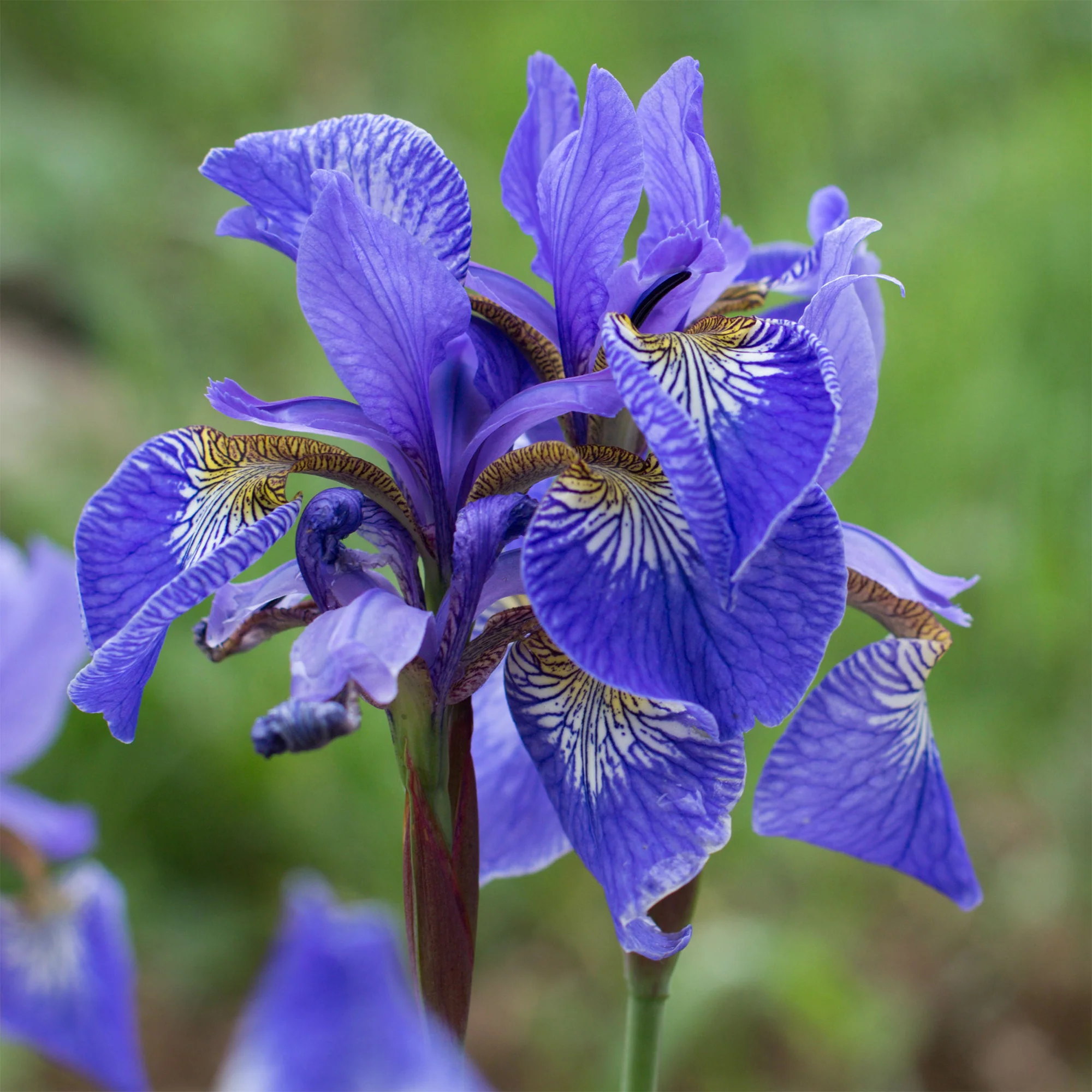 Iris pseudacorus 'Blue' / Moerasiris