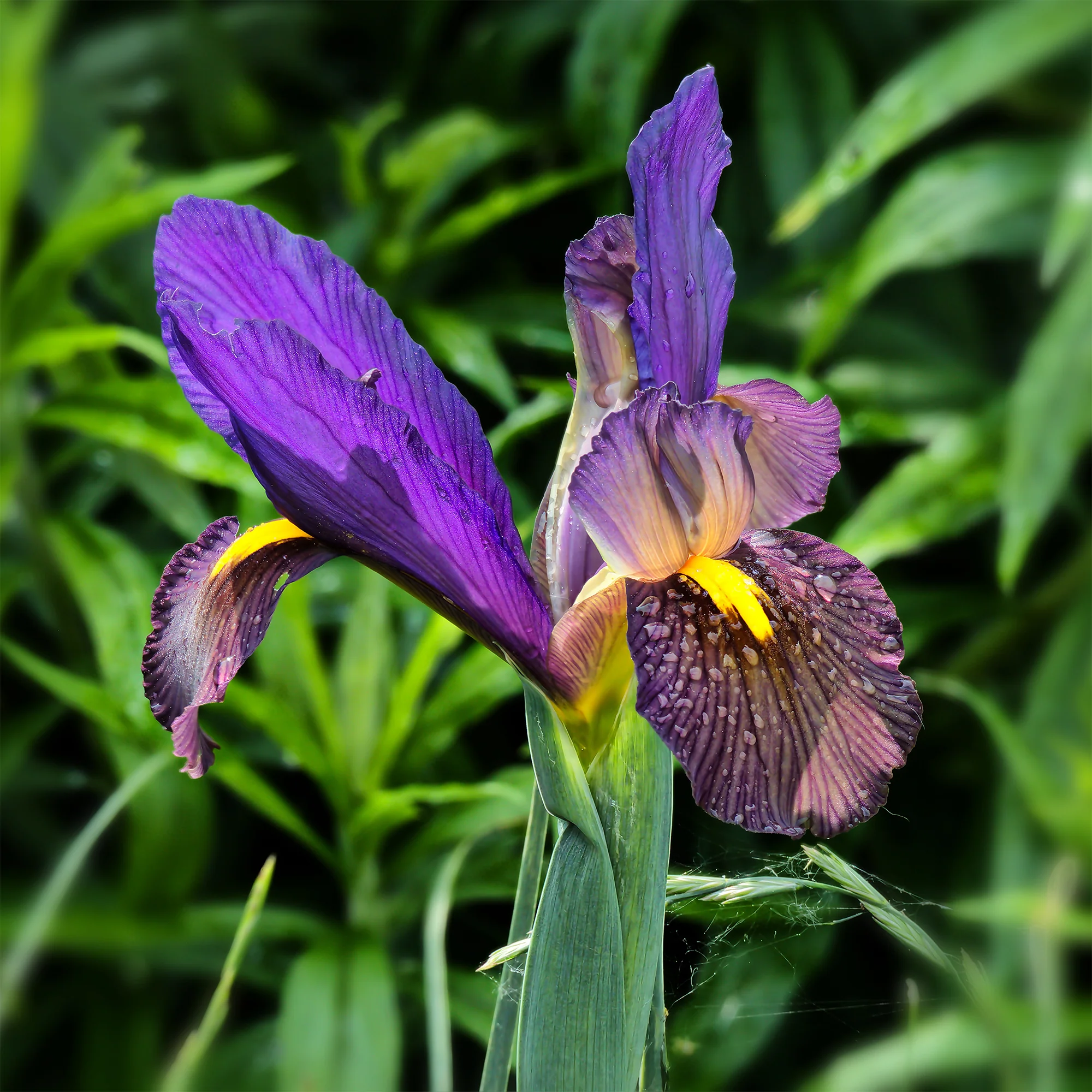 Iris 'Tiger Eyes' (x10)