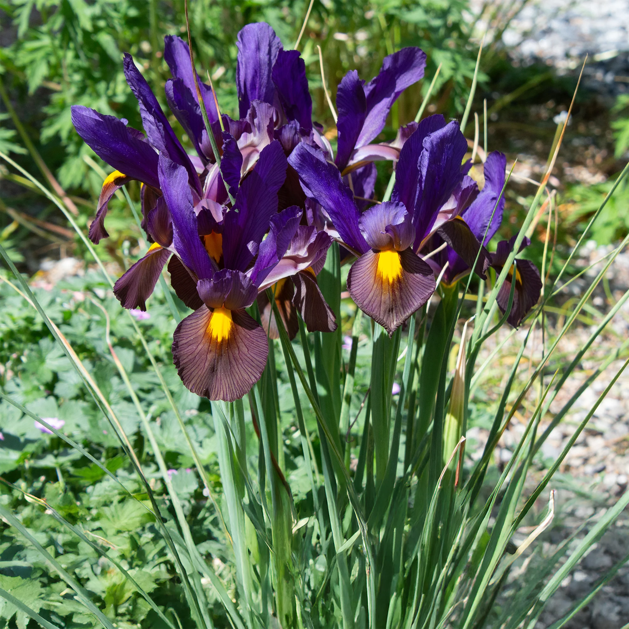 Iris 'Tiger Eyes' (x10) - Image 2