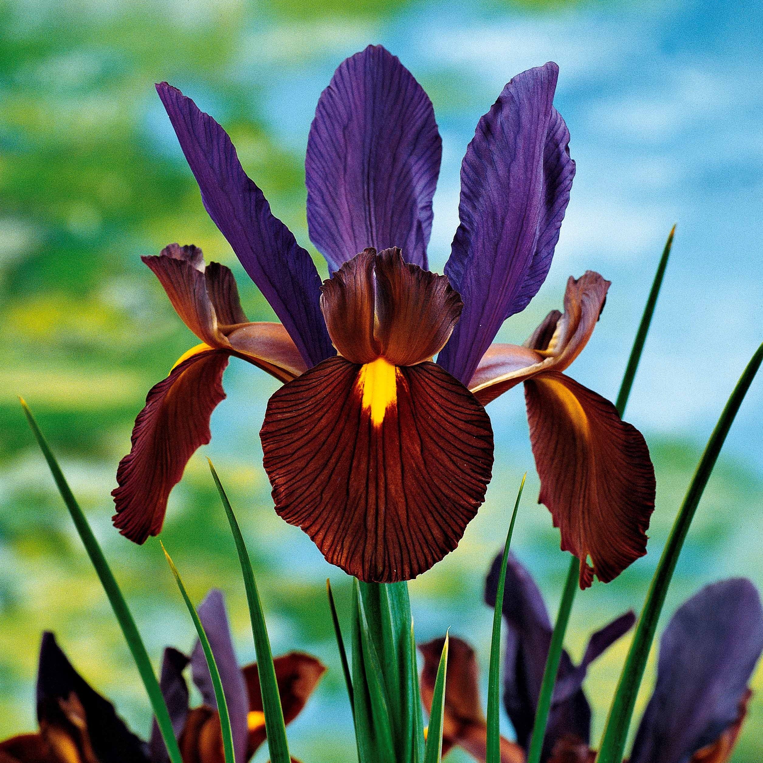 Iris 'Tiger Eyes' (x10) - Image 3